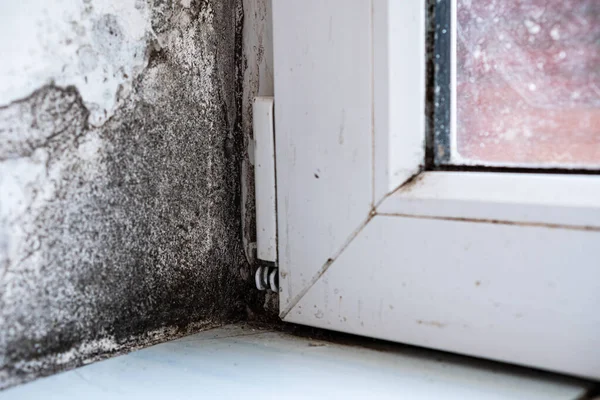 Mold in the corner of the plastics doors, windows. Mold is a health hazard.
