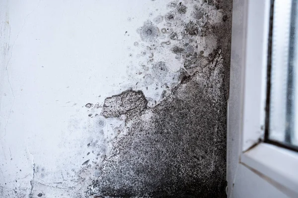 Dirty white wall with mold. Due to poor ventilation the appearance of black fungus on the walls.