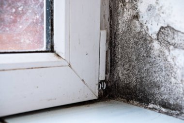 Fungus destroys the house. Dirt, infection, unsanitary conditions.