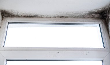 Dirty toxic mold and fungus bacteria on the white wall.