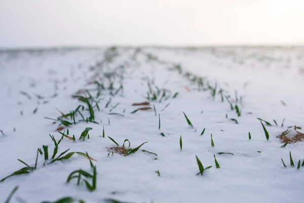 Winter wheat. Wheat field covered with snow. Grass under the snow.