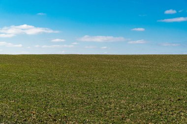 The field is sown with wheat. Field in spring. Agricultural land. Concept of agriculture. Natural background.