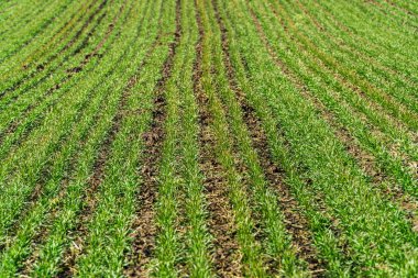 Sprouts of young barley or wheat. The future harvest of bread. Fertile agricultural land. Selective focus.