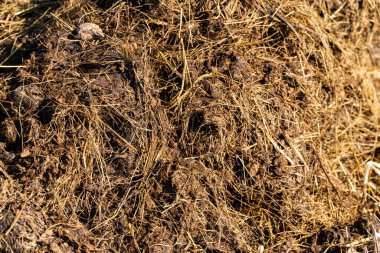 Pile of manure lose up. Organic fertilizer for manuring soil.