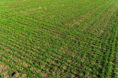 Rows of young wheat shoots on a wheat field. Agriculture and agronomy theme.