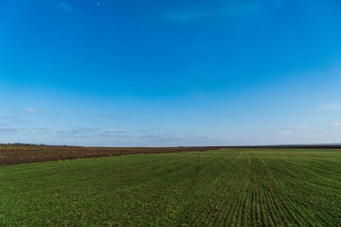 Field of wheat in early spring and blue sky. Field of young wheat, barley, rye.Agriculture. Natural background.