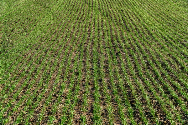 stock image Field of winter wheat in early spring. Symmetrical lines of shoots of grain crops. Organic food produce on field.