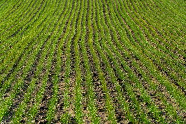 Young wheat field in early spring on sunny day. Green wheat growing in soil. Agricultural field with young plants. Soft focus.