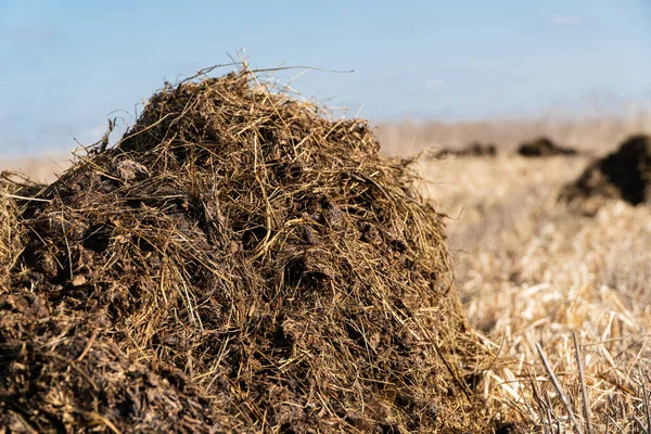 Odchody Gnoju Polu Odżywiać Glebę Wczesną Wiosną Wywieziono Pole Kupę — Zdjęcie stockowe