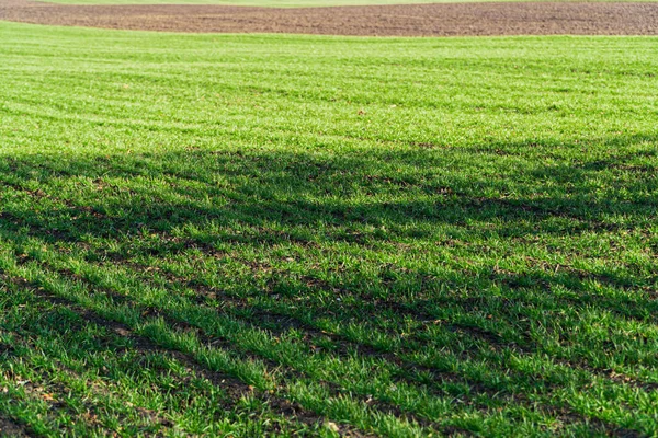 早春の若い小麦の緑のフィールド 若い芽を持つ美しい緑のフィールド 農業プロセス — ストック写真