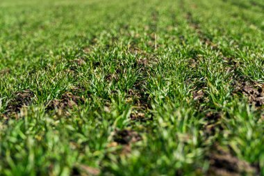 Close up on sprouting rye agriculture on a field. Selective focus.