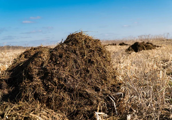 農場での生の牛糞の山 有機肥料 — ストック写真
