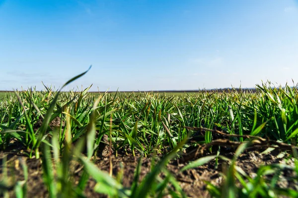 若い小麦 ライ麦のフィールド 春の晴れた日に畑で成長する若い緑の小麦 自然背景 — ストック写真