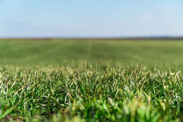 若い緑の小麦のフィールド 生態学の概念 — ストック写真