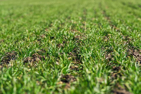Поле Молодої Зеленої Пшениці Дозріває Під Сонцем Близько Проростаючого Землеробства — стокове фото