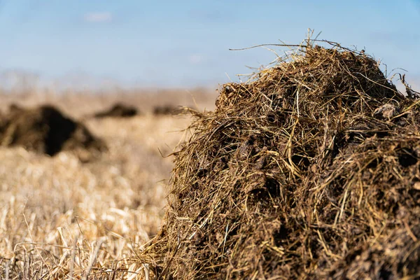 用于耕作和农业的粪肥或奶牛粪肥 牲畜的天然粪肥 有机肥 — 图库照片