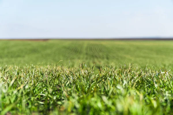 緑の小麦が畑で栽培されています 若芽の緑のフィールド — ストック写真