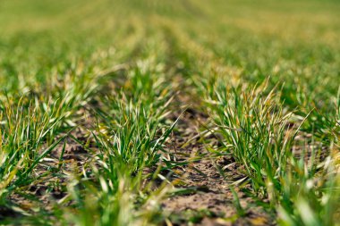 Baharın başlarında taze buğday filizleri. Sıralar dolusu yeşil buğday. Bahar tarımı kavramı.