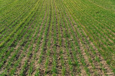 Bahar yeşili bir tarlada genç yeşil buğday tarlaları büyüyor. Tahıl filizlerinin simetrik çizgileri.