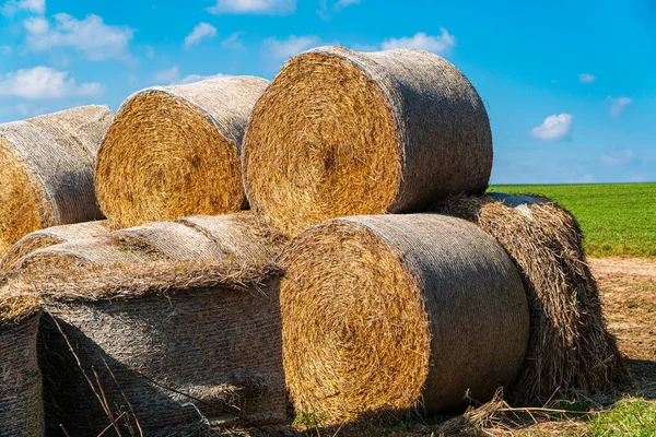 Feno Fardos Palha Haystacks Para Alimentação Animais Para Cavalos Agricultura — Fotografia de Stock