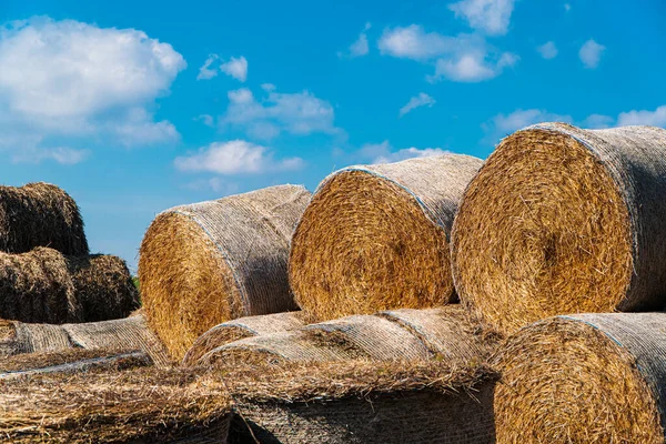 雲と干し草と青空の巨大なバルブ 冬に牛を養うために干し草の山 農業の過程 — ストック写真
