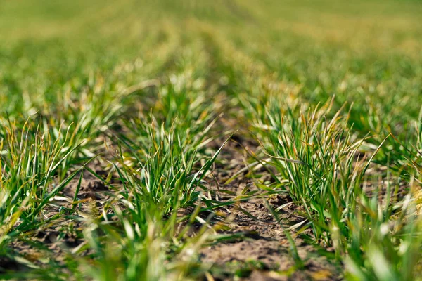 早春的小麦嫩芽 一排排的青小麦 春季农业的概念 — 图库照片