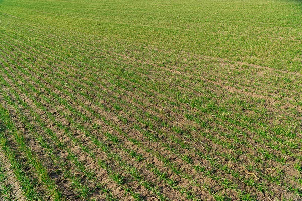 Agricultural Field Young Green Wheat Sprouts Field Young Wheat Barley — Stock Photo, Image