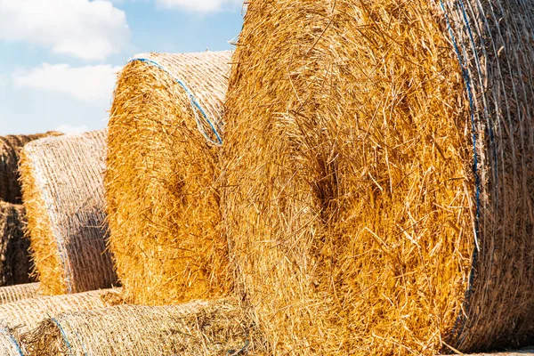 農場で丸い干し草の俵 動物飼料用に収集された乾燥わら — ストック写真