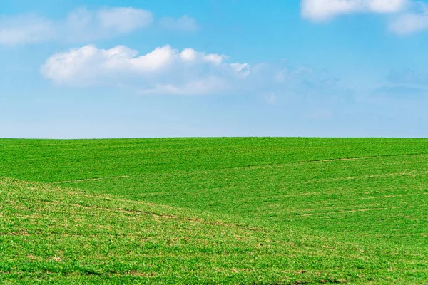 Yeşil Buğdaylı Tarım Tarlası Minimalist Manzara Toprağın Güzelliği — Stok fotoğraf