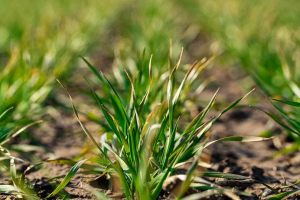 绿色发芽的芽 麦田种植小麦或燕麦的农田绿草 靠近点 — 图库照片