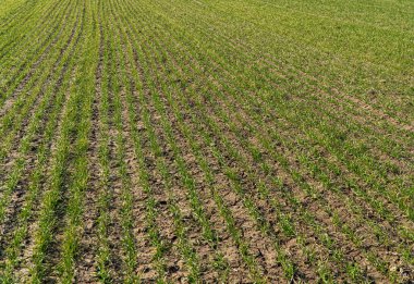 Güneşli bir günde tarım alanında buğday yetiştirmek. Genç yeşil filiz çizgisi.