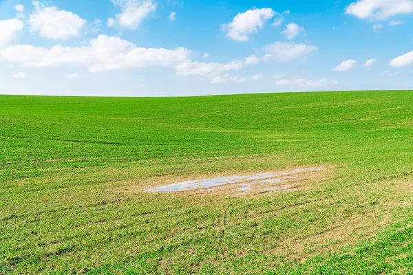 小さな丘の上に緑の芝生のフィールド 水溜りと青空と緑のフィールド 春の農業風景 — ストック写真
