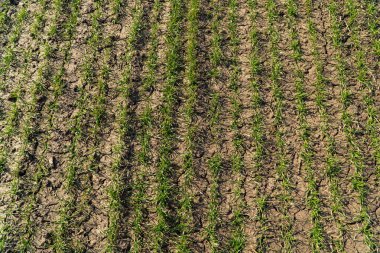 Genç buğday kuru toprakta yetişir. Tarlada yetişen küçük buğday fideleri.