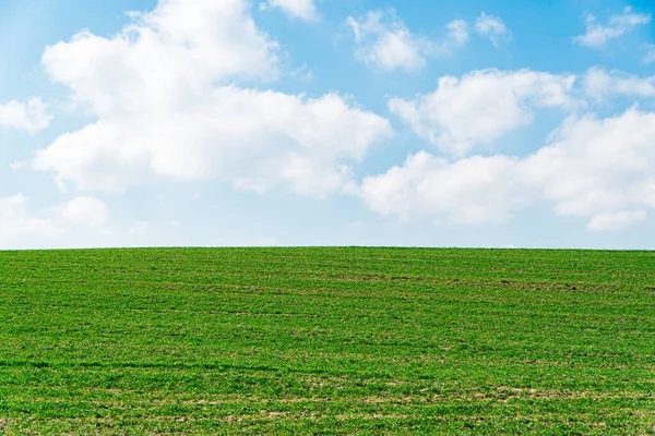 緑の野と青空 農業の風景 — ストック写真