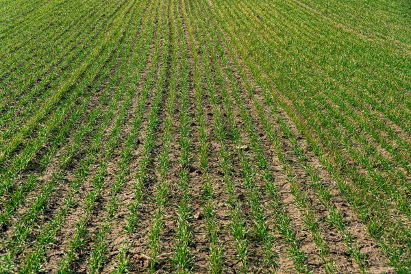 stock image Green shoots of young winter wheat, on a farm sunny field. Agricultural fields with a large number of young green cereal wheat.