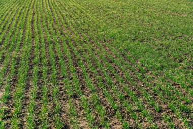 Genç yeşil buğday ekinleri bir tarım arazisinde.