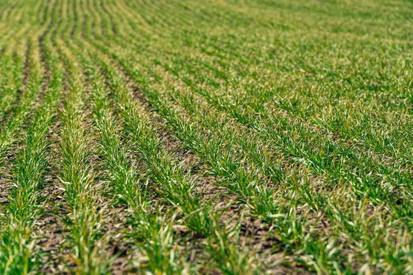 Zelená Pšenice Roste Řadách Poli Začátkem Jara Jarní Farmaření Pěstování — Stock fotografie
