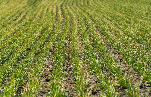 stock image Rows of small green wheat. Small green sprouts of wheat on field.