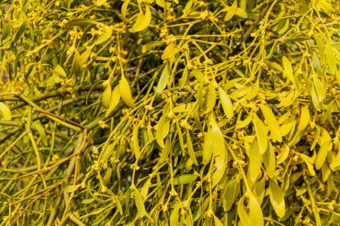 Ökseotu yaklaş. Ökseotu ağaçta yetişen asalak bitkidir..