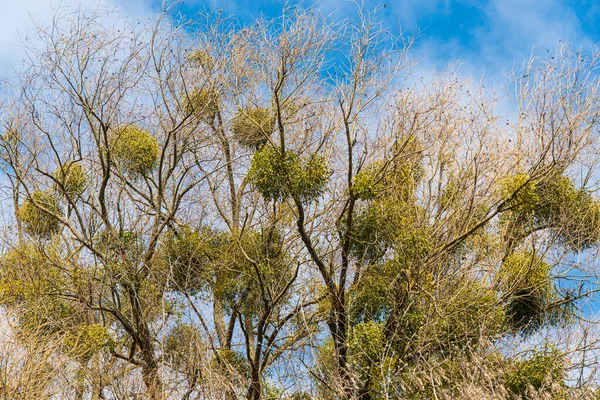 stock image Mistletoe growing on tree. Mistletoe is parasitic plant growing on trees.