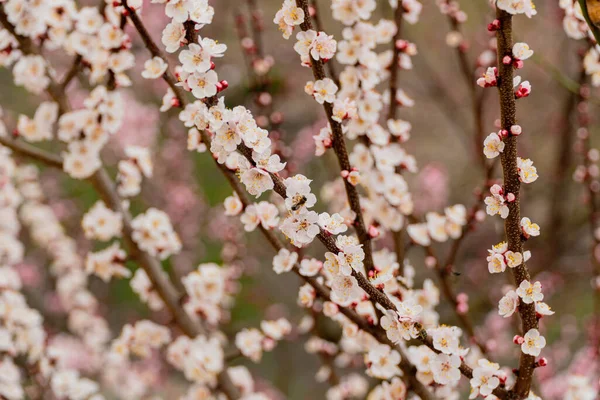 Krásná Přírodní Scéna Kvetoucím Stromem Jarní Pozadí Bílými Květy Medová — Stock fotografie