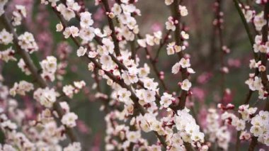 Ağaçta bahar beyaz çiçekleri. Güzel bulanıklığa karşı çiçek açan kayısı ağacı dalı. İlkbahar. Seçici odak