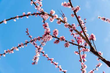 Bahar çiçekleri. Gökyüzünün arka planında çiçek açan ağaç. Pembe çiçekler.