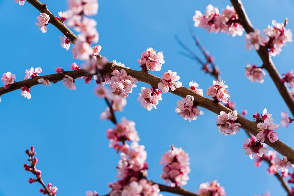 stock image Blossom tree. Pink flowers on a branch. Floral background. Selective focus.