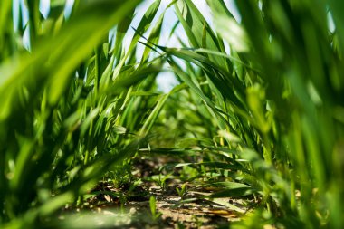 Güzel yeşil buğday. Yeşil buğday filizlerini kapatın. Alt manzara. Seçici odak.