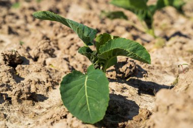 Toprakta lahana filizleri yetişir. Lahana yetiştiriyor, ekiyor, sebze bahçesinde filizleniyor..