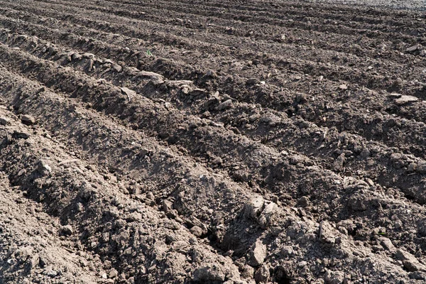 Beautifully Plowed Field Agricultural Field Even Rows — Stock Photo, Image