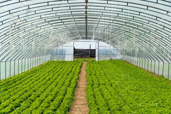 stock image Greenhouse or tunnel with long rows of fresh green salad.