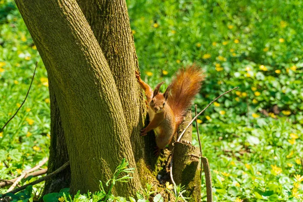 Adorable red squirrel with long tail sitting on a tree trunk. Red eurasian squirrel.