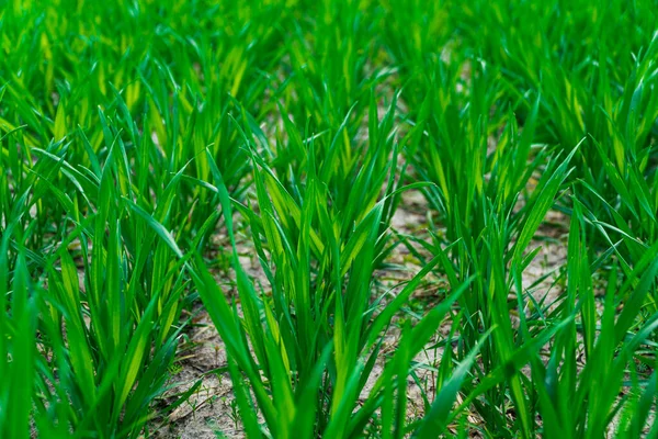 Крупним Планом Розсада Пшениці Росте Полі — стокове фото